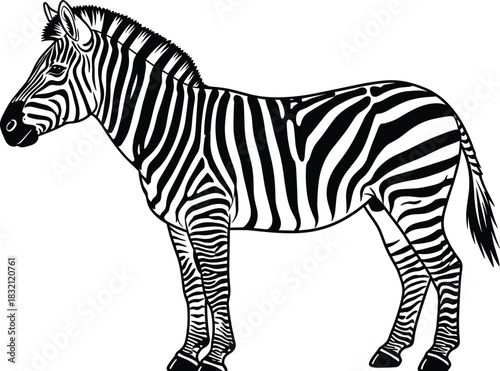 Black and white vector illustration of an African zebra with detailed striped coat pattern, depicting an iconic wild animal figure, isolated nature and wildlife graphic on white background.