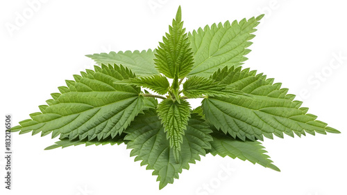 Fresh green nettle leaves isolated on transparent background