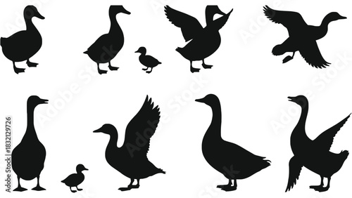 Vector silhouette of ducks and geese flying and standing art