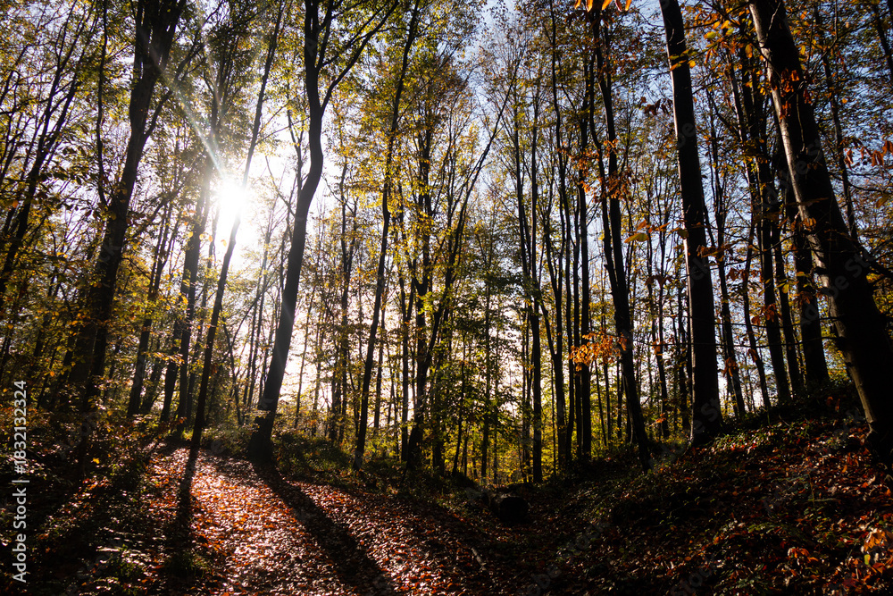 Fototapeta premium autumn in the forest