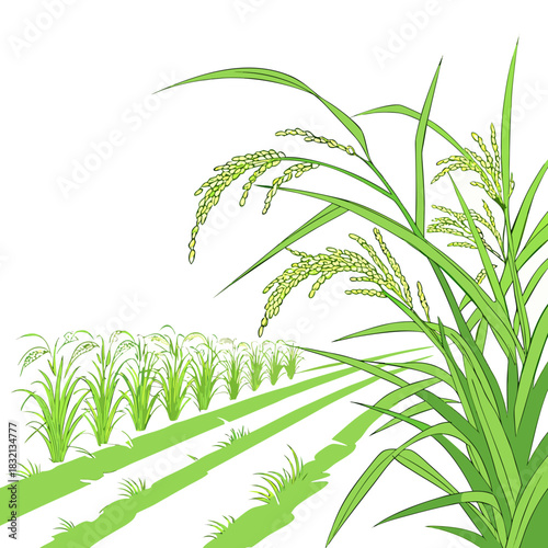 A vibrant illustration of a lush green rice paddy field with ripe golden grains