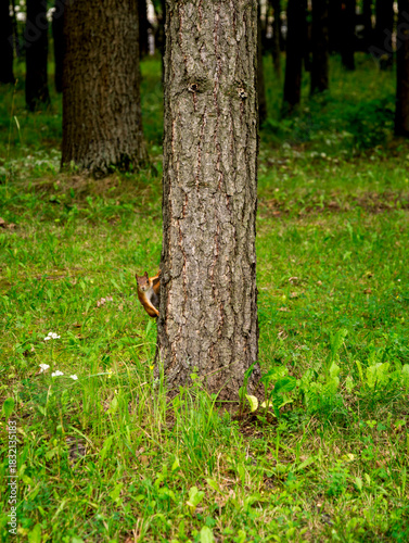 Curious Squirrel Peeks From Behind Tree Trunk In Sunny Forest With Green Grass In Victory Park On Poklonnaya Hill, Moscow, Russia, 10 August 2025