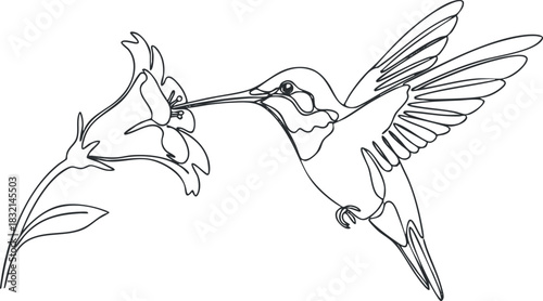 A hummingbird feeding on a flower in a clean outline vector style, ideal for nature-themed designs