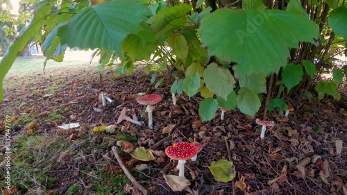 Cluster of Wild Amanita Muscaria Mushrooms 4K UHD.Red Amanita Muscaria mushrooms growing in the wild. 4K UHD.
