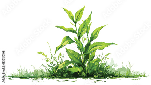 Vibrant Green Plant with Tall Leaves Growing in Lush Grass