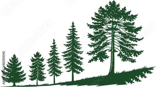 Evergreen forest trees growing illustration, natural woodland environment graphic design.