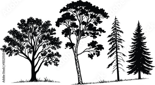 Collection of distinct tree silhouettes, from broad deciduous to slender coniferous, natural flora
