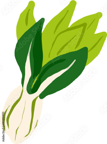 Hand-Drawn Watercolor Isolated Whole Head of Lettuce