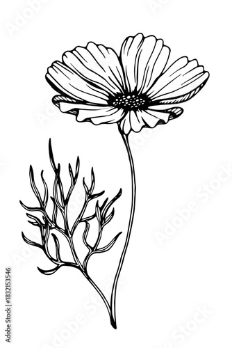 Vector cosmos flower leaf hand drawn line art garden botanical sketch ink fineliner pen
