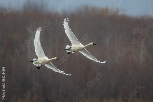 tundra swans in migration through the Upper Mississippi River