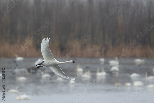 tundra swans in migration through the Upper Mississippi River