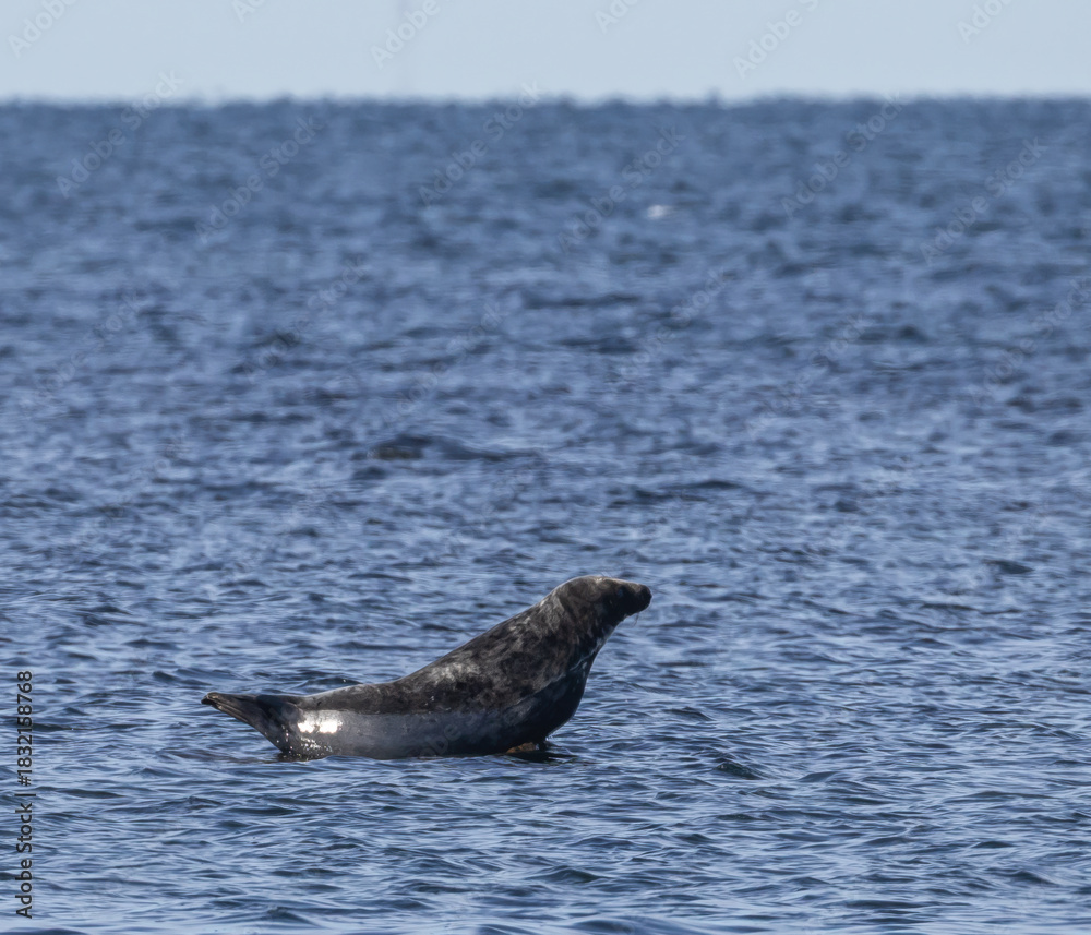Fototapeta premium Grey Seal (Halichoerus grypus) at Ottenby nature reserve, southern Oland, Sweden.