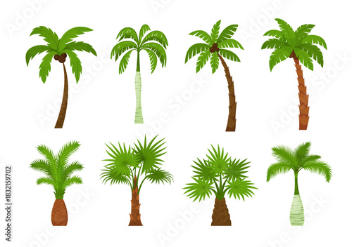 Palm trees. A set of various tropical trees with coconuts in cartoon style on a white background. Vector illustration.