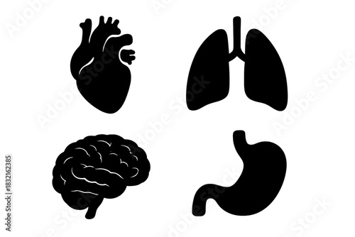 Anatomical icons of vital human organs heart lungs brain and stomach medical symbols