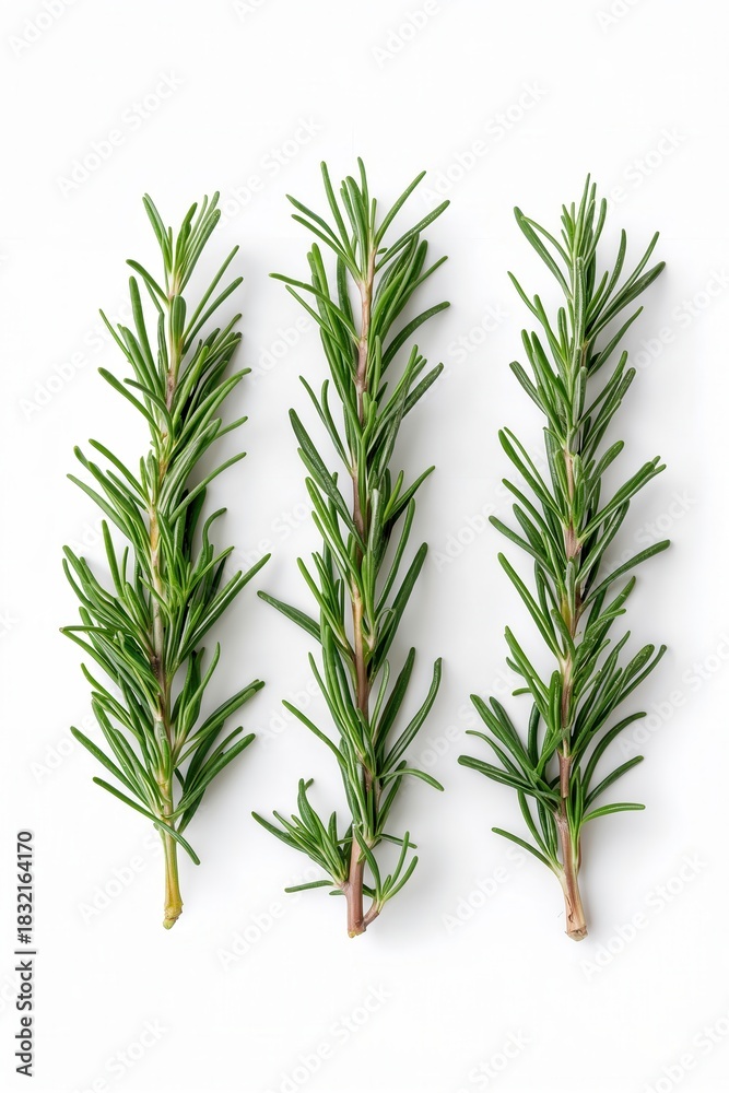 Obraz premium Three sprigs of fresh rosemary, green and aromatic, laid side-by-side on a clean, white surface.