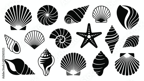 High-quality black and white seashell illustrations, 15 unique shells, spiral and radial patterns, starfish accent, decorative marine life silhouettes on white background.