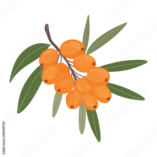 Sea Buckthorn Branch with Orange Berries. Botanical Sea Buckthorn Illustration. Natural Berry Plant Drawing Vector