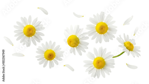 Delicate white chamomile flowers scattered on black background