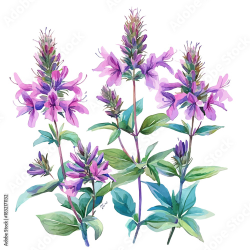 Bee Balm Flower, high quality watercolor, isolated on a white background, vibrant details.