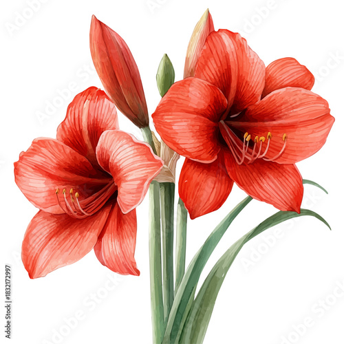 Cuadro en lienzo Amaryllis Flower, vibrant watercolor vector, isolated on a white background, high quality and detailed design