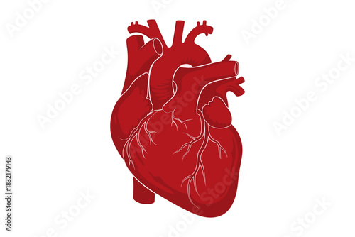 Detailed anatomical heart concept with veins and arteries on white background