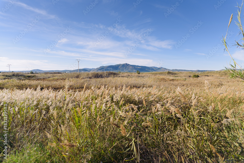 Obraz premium Scenic view of Monte Picaio from Sagunto marshland, showcasing nature's beauty in a serene outdoor setting