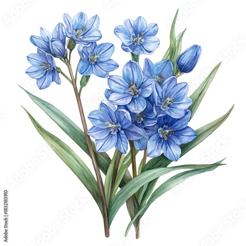 Chionodoxa Flower, serene watercolor vector artwork with smooth washes of color and refined textures, isolated on a white background.