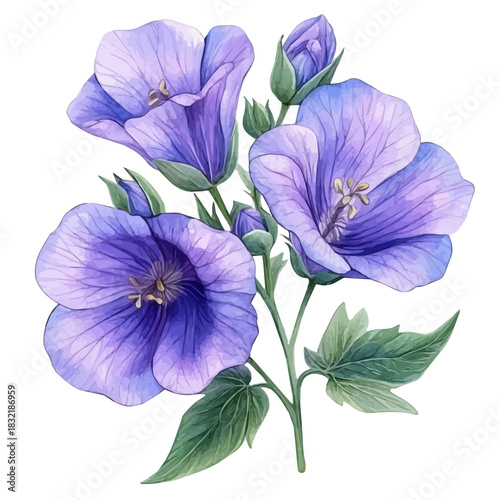 Canterbury Bells Flower, whimsical watercolor vector illustration with vibrant highlights and delicate strokes, isolated on a white background.