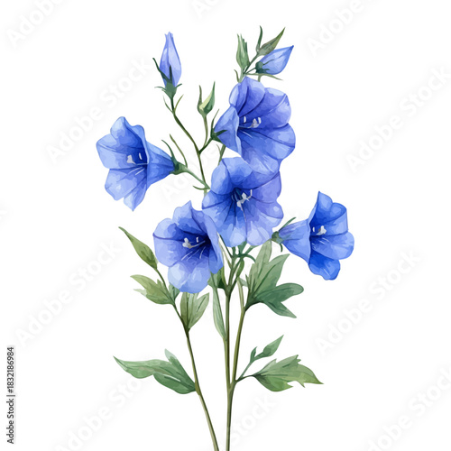 Canterbury Bells Flower, serene watercolor vector artwork with smooth washes of color and refined textures, isolated on a white background.