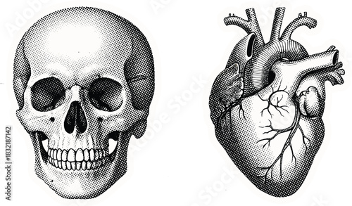 Vintage halftone anatomical illustration featuring detailed human skull and realistic heart design in classic engraving style for medical and artistic themes.