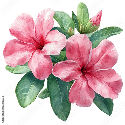 Adenium Flower, serene watercolor vector artwork with smooth washes of color and refined textures, isolated on a white background.