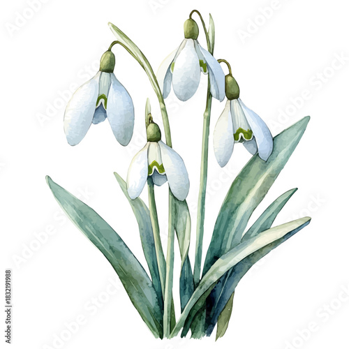 Snowdrop Flower, elegant watercolor vector painting with refined details, isolated on a white background.
