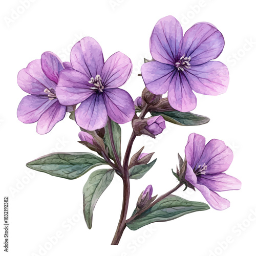 Silene Flower, graceful vector watercolor painting with soft flowing strokes and subtle highlights, isolated on a white background.