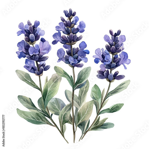 Sea Lavender Flower, vibrant painting vector in watercolor style with playful brushwork and lively colors, isolated on a white background.