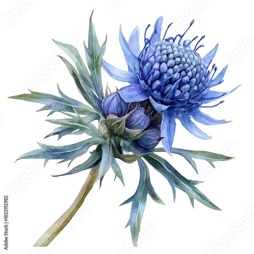 Sea Holly Flower, graceful vector watercolor painting with soft flowing strokes and subtle highlights, isolated on a white background.