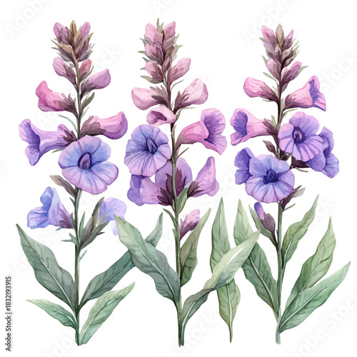 Sage Flower, elegant watercolor vector painting with refined details, isolated on a white background.
