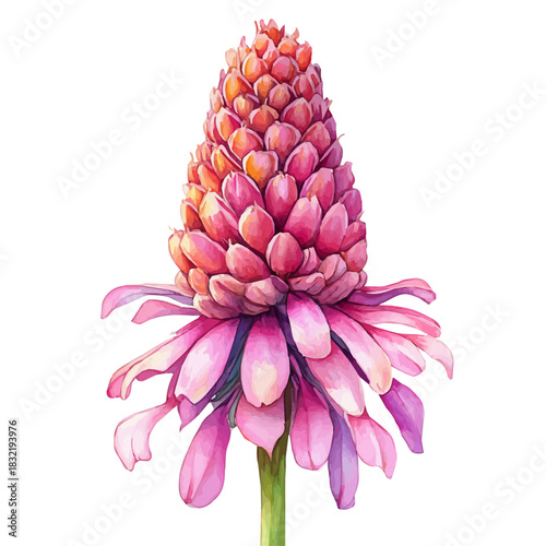 Red Hot Poker Flower, watercolor vector, isolated on a white background.