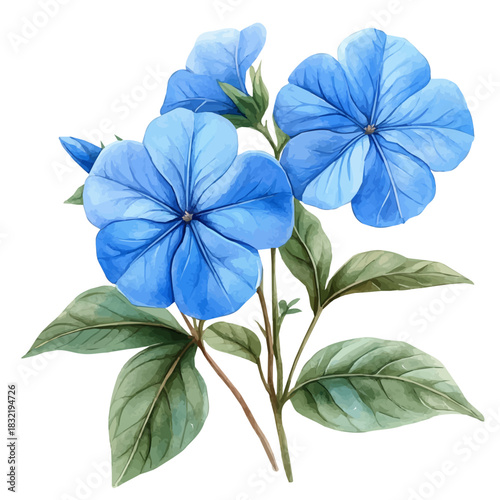 watercolor vector of Plumbago Flower, isolated on a white background.