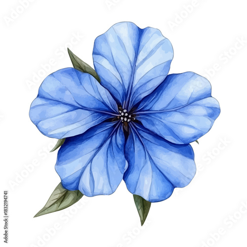 watercolor of Plumbago Flower, vector, isolated on a white background.