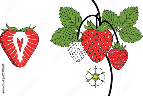 Detailed vector illustration of fresh garden strawberries on the vine with green leaves and a white flower, including a sliced strawberry showing a heart shape, for healthy eating and natural food