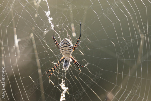 En el centro de la tela de araña, una trampa mortal.
Araña tejedora de esfera negra y amarilla 