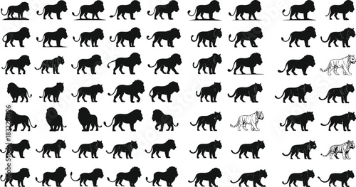 Lion and tiger silhouettes, big cat walking poses, wildlife icons set, African lion, Bengal tiger, predator animals, black vector, zoo illustration, safari design, minimal style