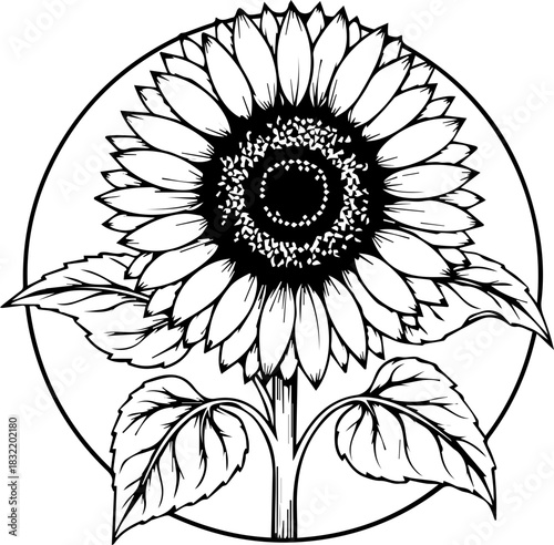 Stunning hand drawn sunflower illustration, perfect for natural branding and organic themes, bringing warmth and beauty to any design project.