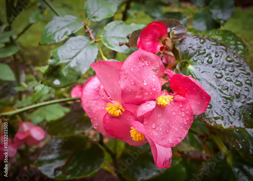 macro of a vivid begonia wet with dew