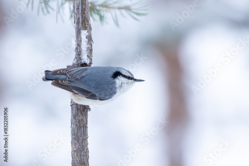 Foto Eurasian nuthatch (Sitta europaea) perched on thin pine trunk in winter, Norther