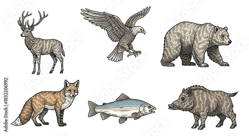 Detailed wildlife illustrations of deer, eagle, bear, fox, fish, and boar