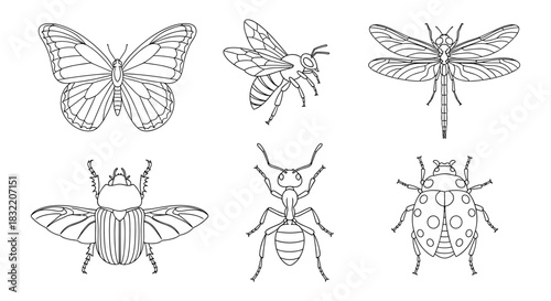 Insect collection: butterfly, bee, dragonfly, beetle, ant, ladybug line art design