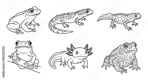 Collection of amphibians in detailed line art style