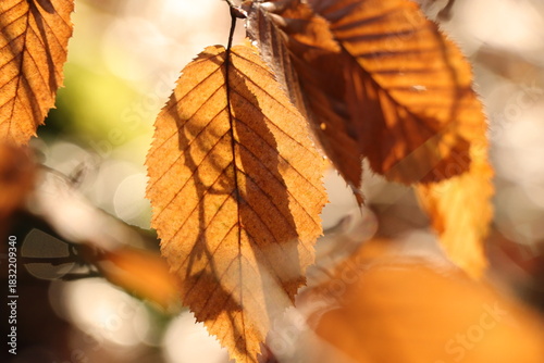 Au cœur de la forêt