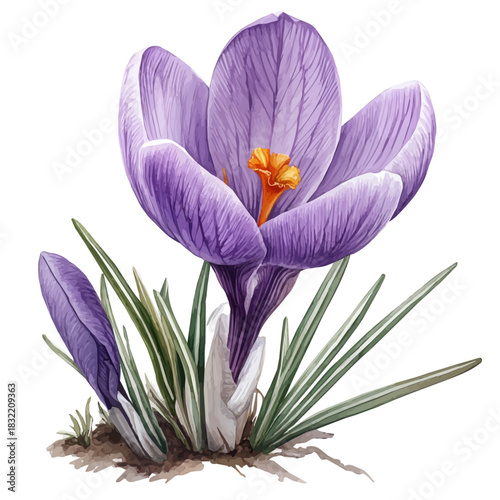 Crocus Flower, illustration watercolor with dynamic strokes and balanced color harmony, isolated on a white background.